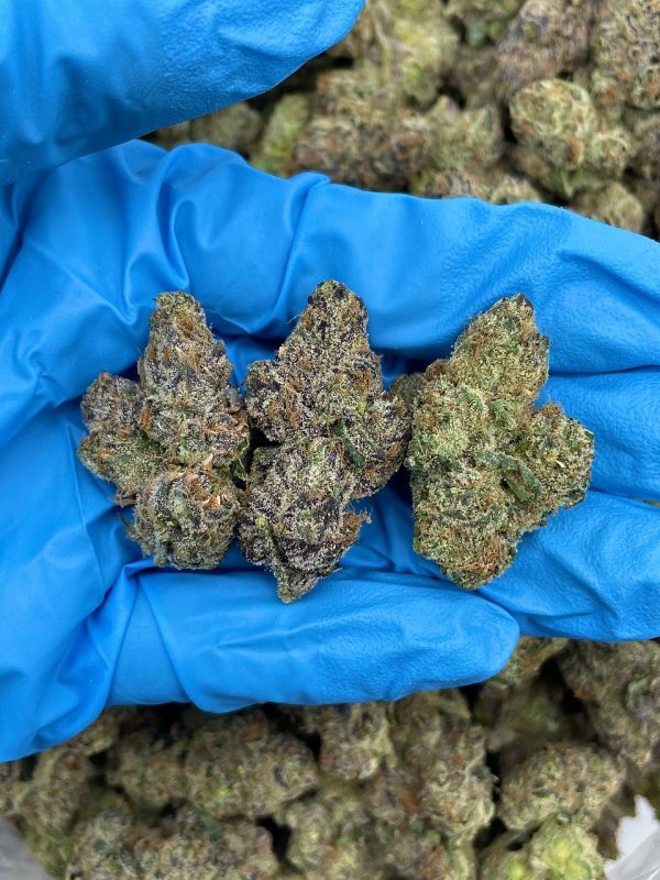 BLIZZARD ZKITTLEZ - AL303LG
