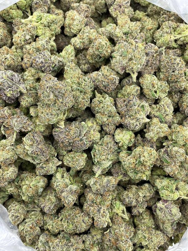 BLIZZARD ZKITTLEZ - AL303LG - Image 2