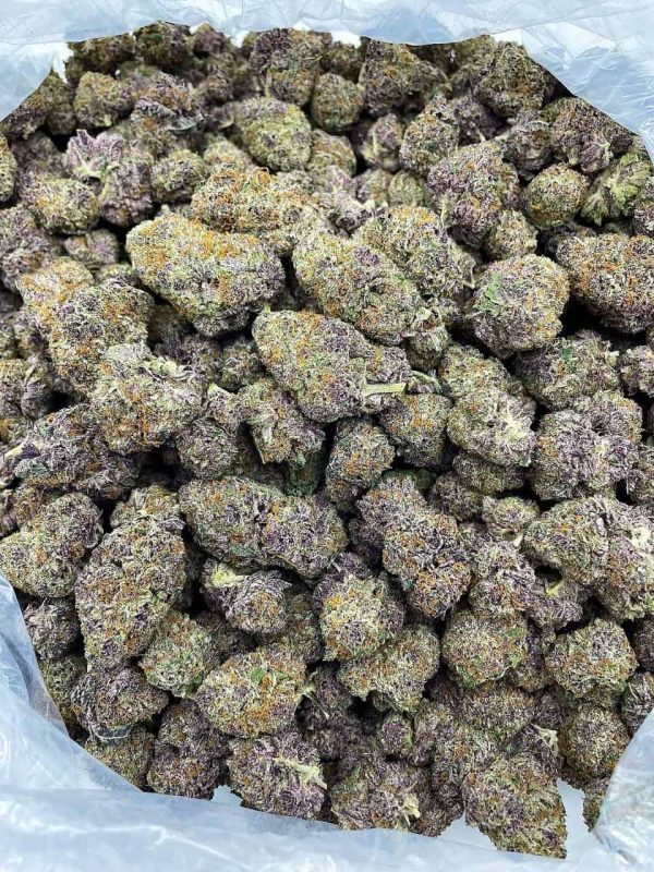 PURPLE GOTTI - FL113G7 - Image 2