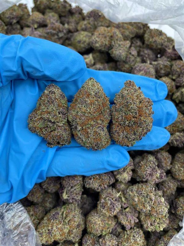 PURPLE GOTTI - FL113G7