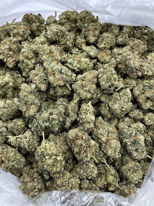BLUEBERRY COMET - HB1105GF - Image 2