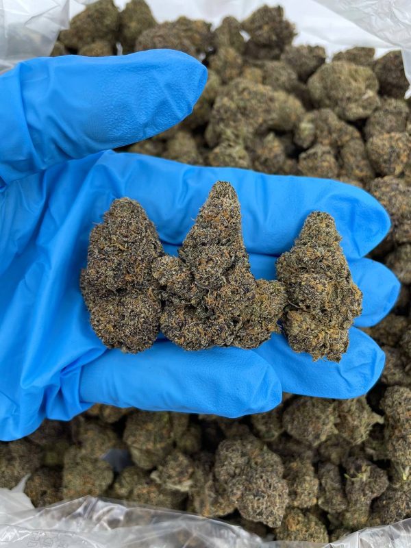 RAINBOW SHERBERT - HB225RS