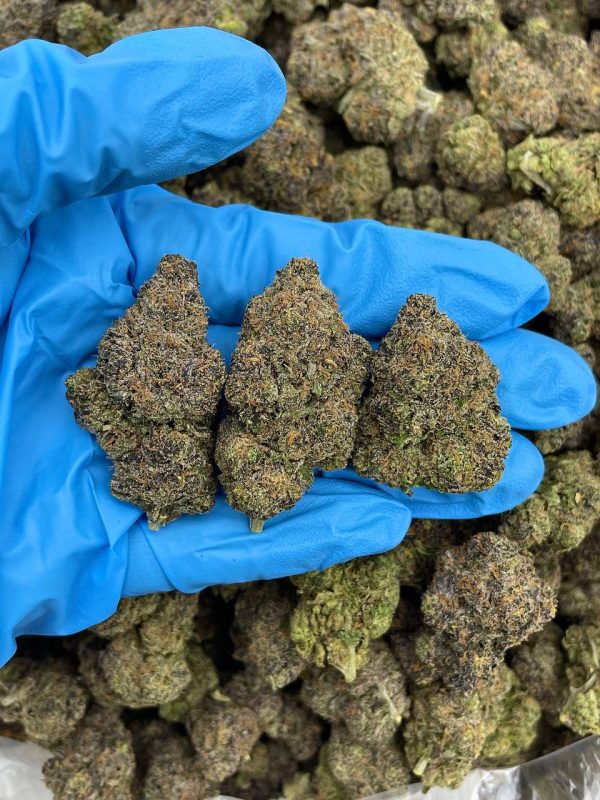 GEMMED GELATO - HB225GX