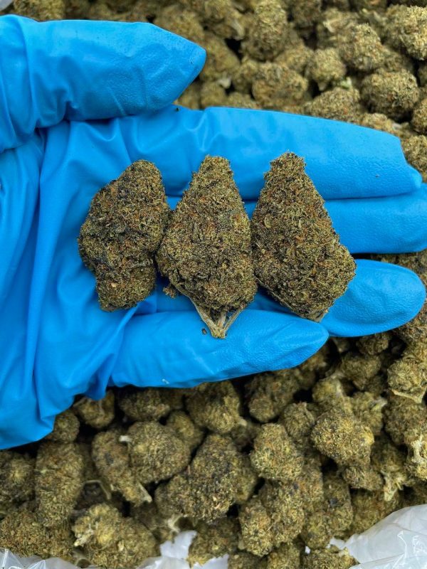 GRAPE ZKITTLES - HB813GP