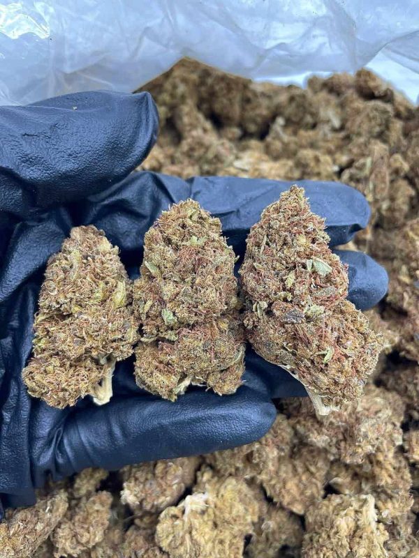 AMNESIA HAZE - JA105