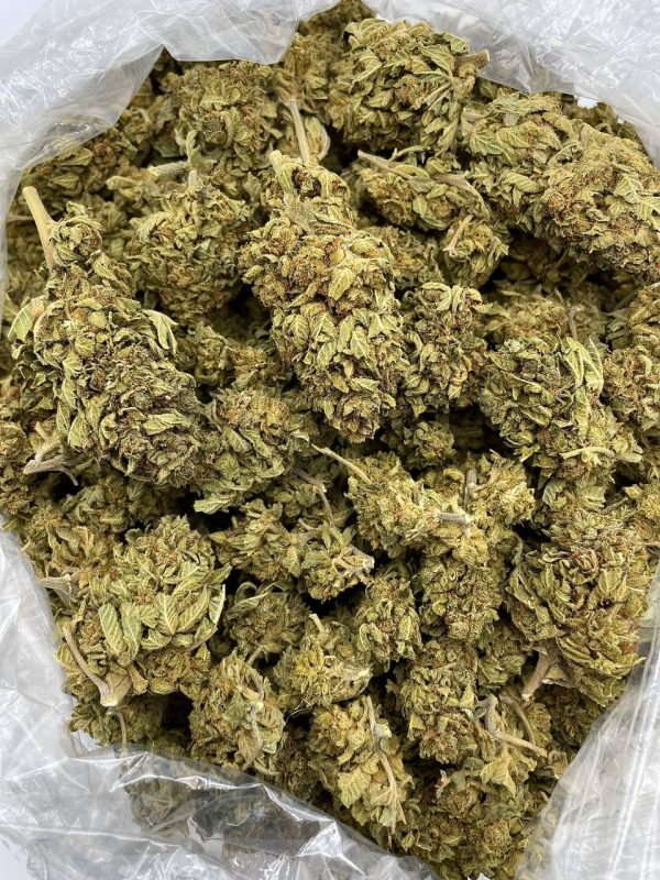 TANGERINE BUBBA - JOH522P2 - Image 2