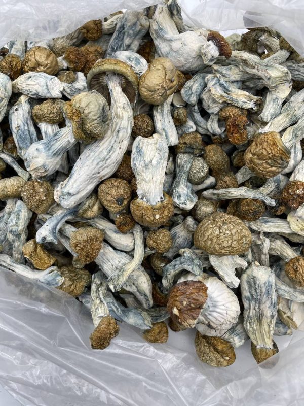 BUY ALBINO PENIS ENVY MUSHROOMS - Image 2