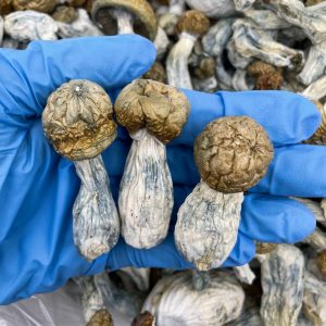 Albino Penis Envy mushrooms, APE mushrooms, buy Albino Penis Envy, APE shrooms, Albino Penis Envy for sale, APE psychedelic mushrooms, strongest magic mushrooms, APE dosage, Albino Penis Envy effects, where to buy APE mushrooms, APE vs Penis Envy, APE strain review, psilocybin APE mushrooms, APE trip report, microdosing APE, hallucinogenic APE mushrooms, APE spores, legal psychedelic mushrooms, APE mushroom capsules, APE chocolate bars