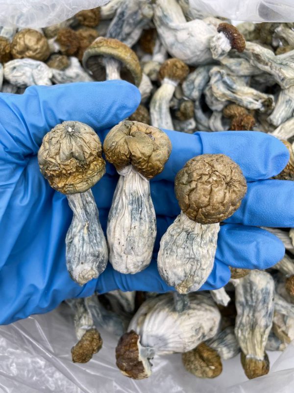 Albino Penis Envy mushrooms, APE mushrooms, buy Albino Penis Envy, APE shrooms, Albino Penis Envy for sale, APE psychedelic mushrooms, strongest magic mushrooms, APE dosage, Albino Penis Envy effects, where to buy APE mushrooms, APE vs Penis Envy, APE strain review, psilocybin APE mushrooms, APE trip report, microdosing APE, hallucinogenic APE mushrooms, APE spores, legal psychedelic mushrooms, APE mushroom capsules, APE chocolate bars