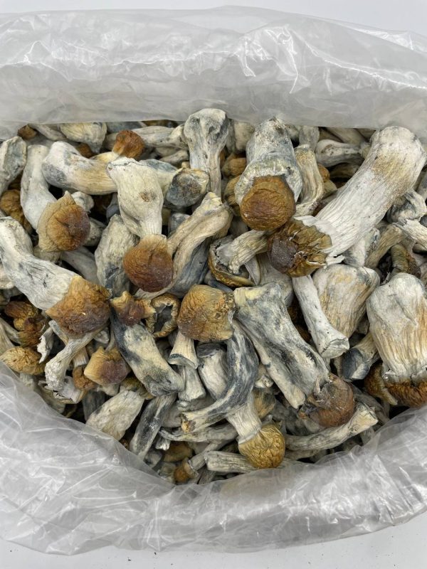 BUY HILLYBILLY PUMPKIN MUSHROOMS - Image 2