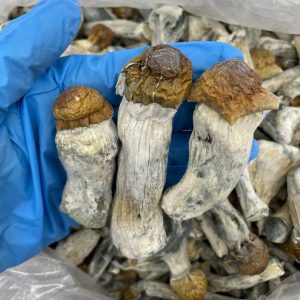 Discover Hillbilly Pumpkin mushrooms, a premium Psilocybe cubensis strain known for its striking golden caps and powerful psychedelic effects. Our lab-tested, organically grown mushrooms are available for both retail buyers and wholesale distributors, offering consistent potency and quality. Whether you're seeking profound spiritual experiences, therapeutic benefits, or a reliable product for resale, this strain delivers exceptional results. Wholesale clients benefit from competitive bulk pricing, fast shipping, and discreet packaging, while retail customers enjoy access to premium psychedelic mushrooms for personal exploration. Each batch is carefully cultivated and verified for purity, making Hillbilly Pumpkin a top choice among enthusiasts. Learn about optimal dosage, effects, and cultivation methods for this unique strain. Inquire today about wholesale opportunities or shop our retail selection. Always check local regulations; products intended for legal markets and responsible use only.