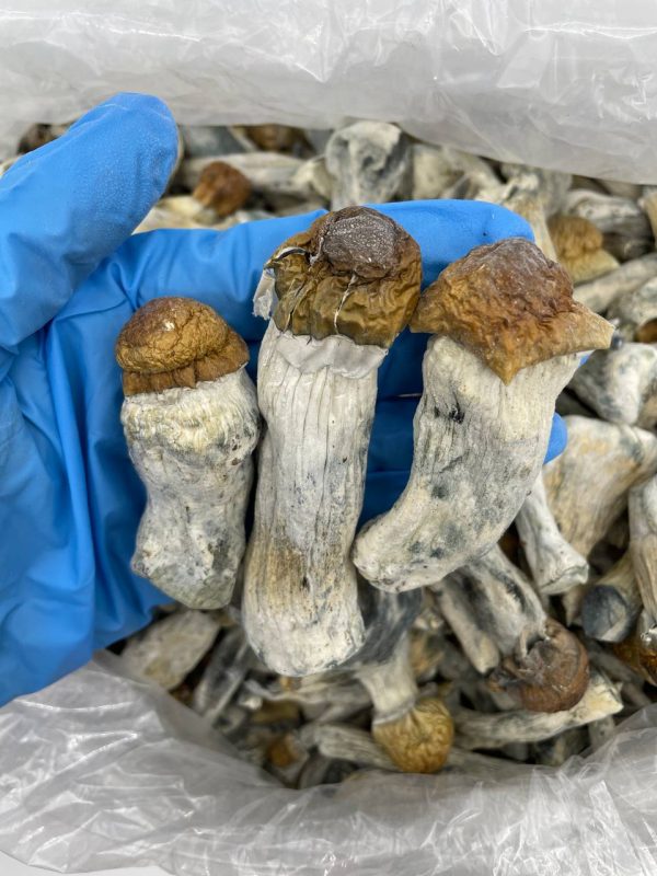 Discover Hillbilly Pumpkin mushrooms, a premium Psilocybe cubensis strain known for its striking golden caps and powerful psychedelic effects. Our lab-tested, organically grown mushrooms are available for both retail buyers and wholesale distributors, offering consistent potency and quality. Whether you're seeking profound spiritual experiences, therapeutic benefits, or a reliable product for resale, this strain delivers exceptional results. Wholesale clients benefit from competitive bulk pricing, fast shipping, and discreet packaging, while retail customers enjoy access to premium psychedelic mushrooms for personal exploration. Each batch is carefully cultivated and verified for purity, making Hillbilly Pumpkin a top choice among enthusiasts. Learn about optimal dosage, effects, and cultivation methods for this unique strain. Inquire today about wholesale opportunities or shop our retail selection. Always check local regulations; products intended for legal markets and responsible use only.