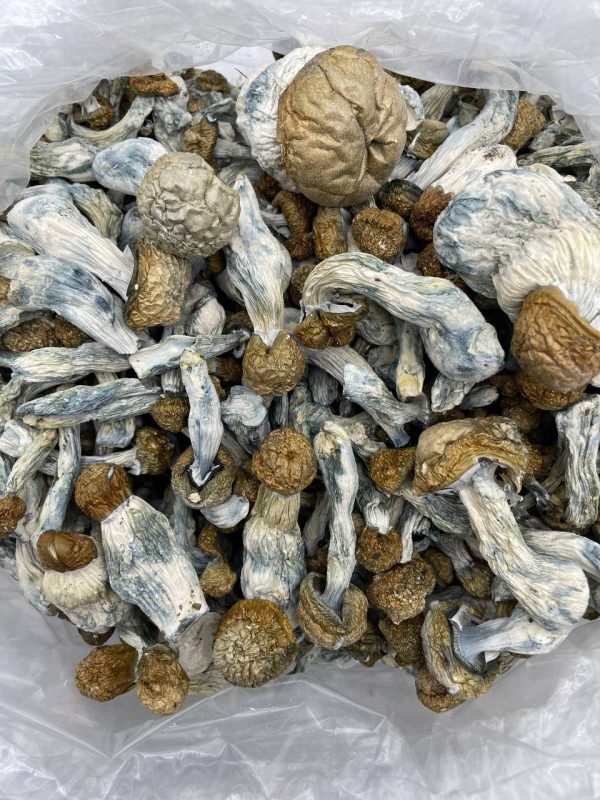 BUY TIDAL WAVE MUSHROOMS - Image 2