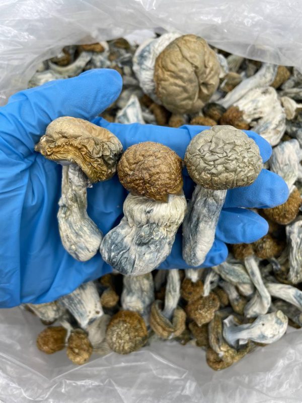 "Buy Tidal Wave mushrooms," "Tidal Wave shrooms," "buy Tidal Wave mushrooms," "Tidal Wave psychedelic mushrooms," "Tidal Wave magic mushrooms," "Tidal Wave spores," "strongest psilocybe cubensis," "Tidal Wave mushroom effects," "Tidal Wave dosage," "where to buy Tidal Wave mushrooms," "Tidal Wave trip report," "best psychedelic mushrooms," "Tidal Wave vs Penis Envy," "Tidal Wave mushrooms for sale," "high-potency shrooms," "Tidal Wave strain review," "psilocybin mushrooms online," "hallucinogenic mushrooms," "Tidal Wave microdose," "legal psychedelics"