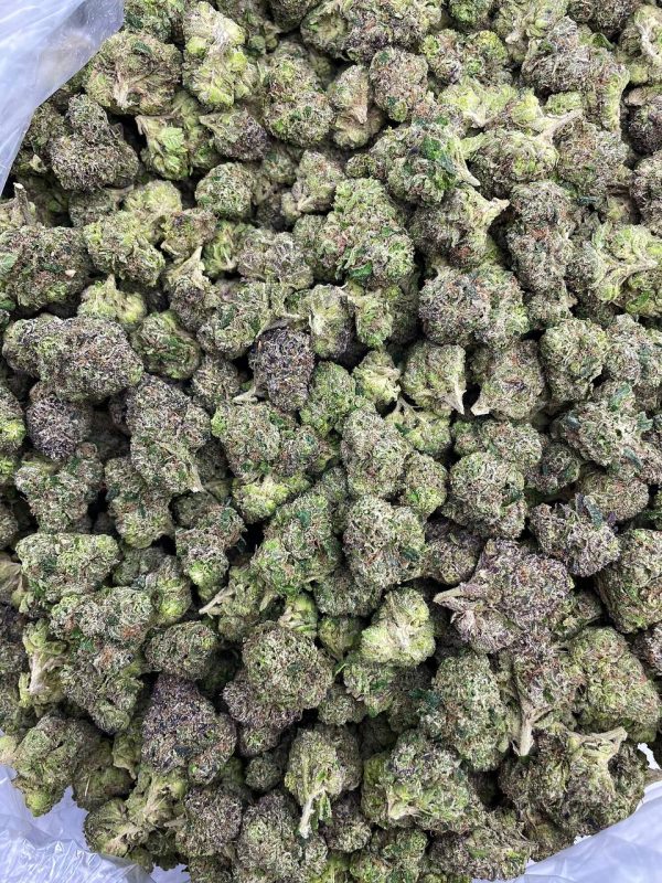 CANDIED BLUE ZKITTLEZ - KO214BZ - Image 2