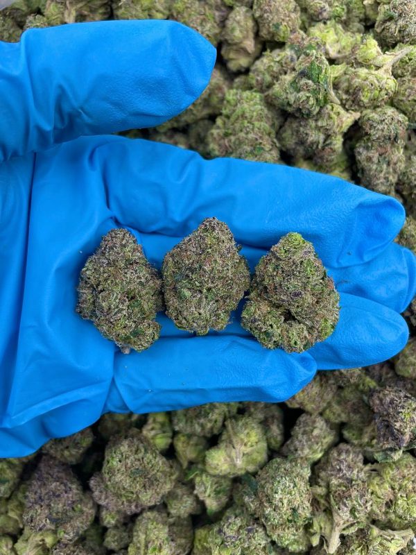 CANDIED BLUE ZKITTLEZ - KO214BZ