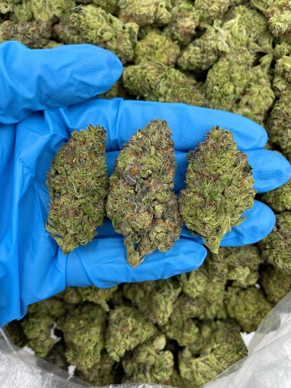 GRAPE APE SURPRISE - LU303G3