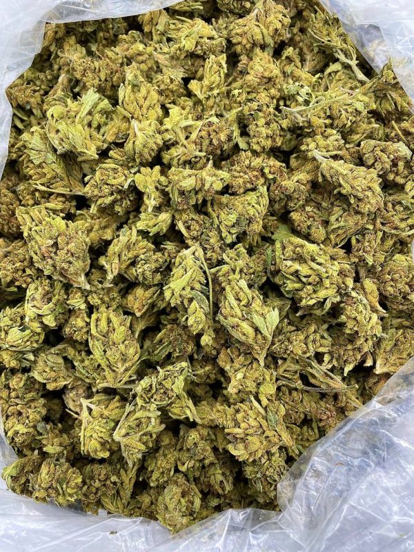 SOUR LEMON BOMB - ML206MB - Image 2