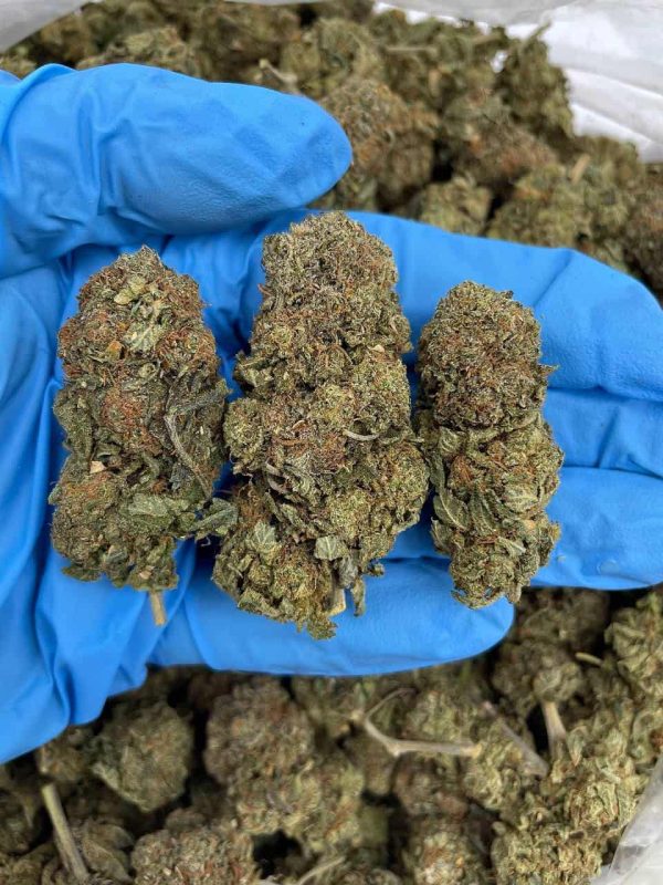 KUMQUAT KUSH - RU1007PF