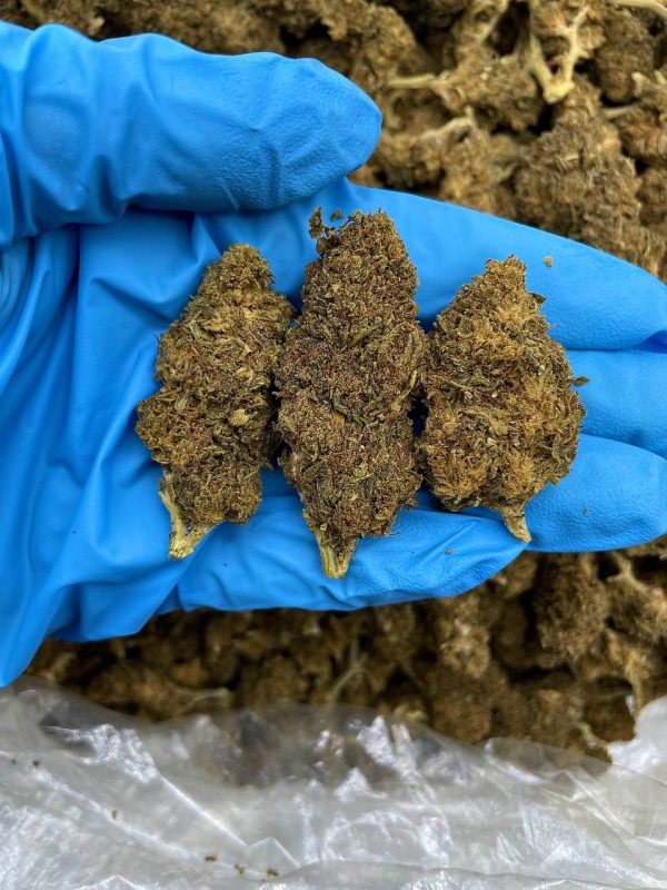 PINEAPPLE EXPRESS - SP617LD