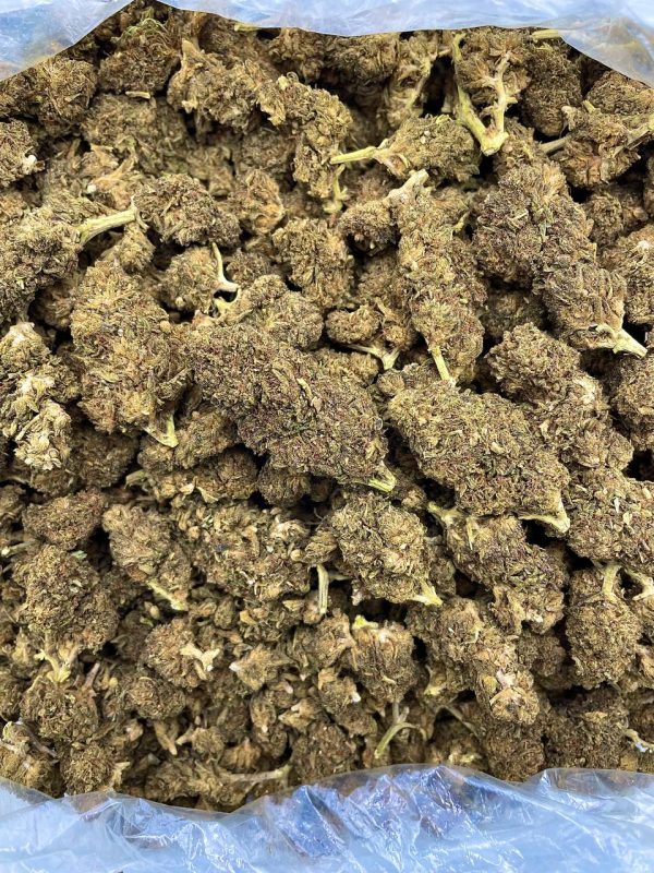 PINEAPPLE EXPRESS - SP617LD - Image 2
