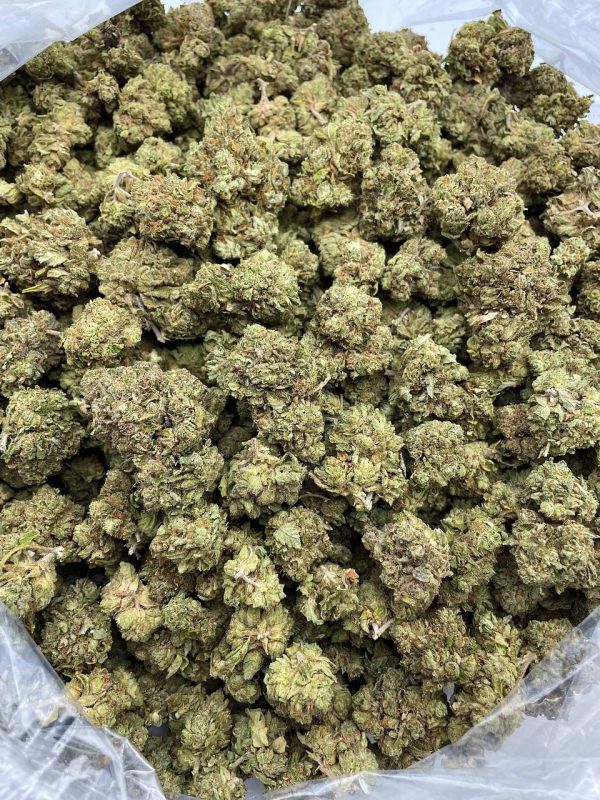 OG CINDY 99 - TP1023OG - Image 2