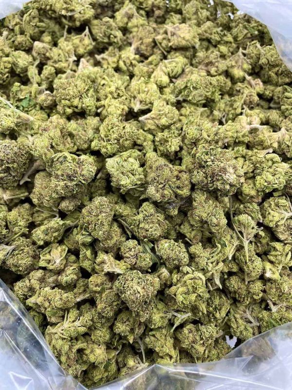 ZOMBIE KUSH - TY1101BR - Image 2