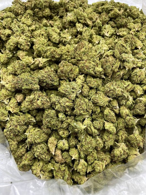 CITRUS BLISS - TY1104GT - Image 2