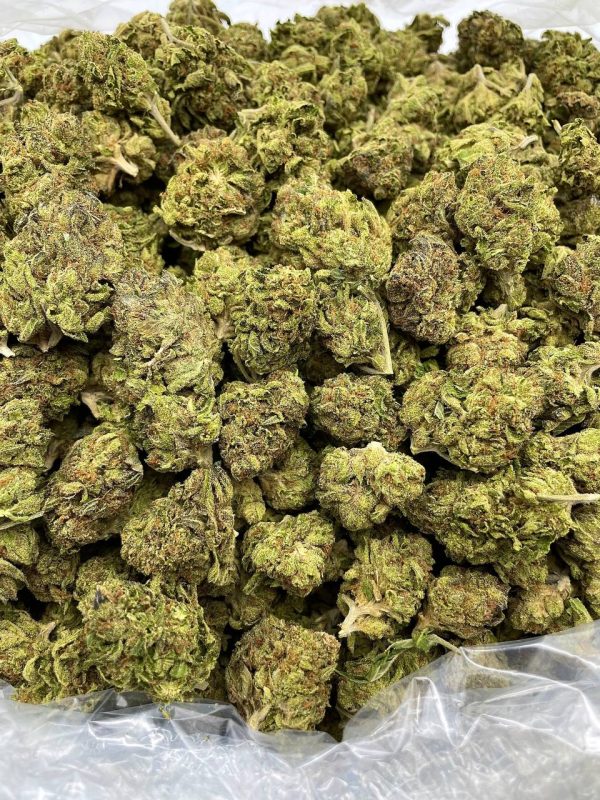 FIREBERRY GELATO - TY1106G5 - Image 2