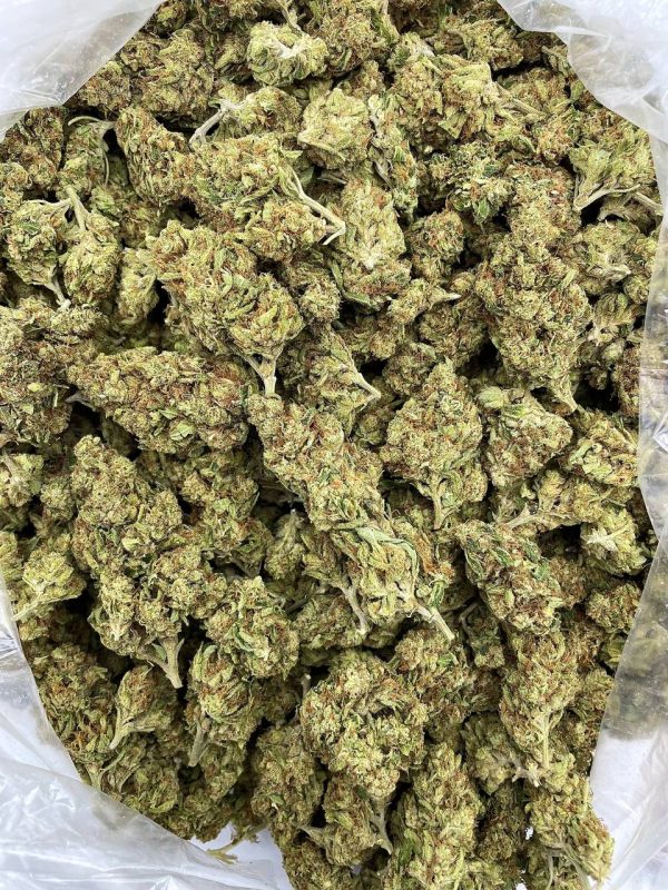 SKYWALKER OG - WB225OG - Image 2
