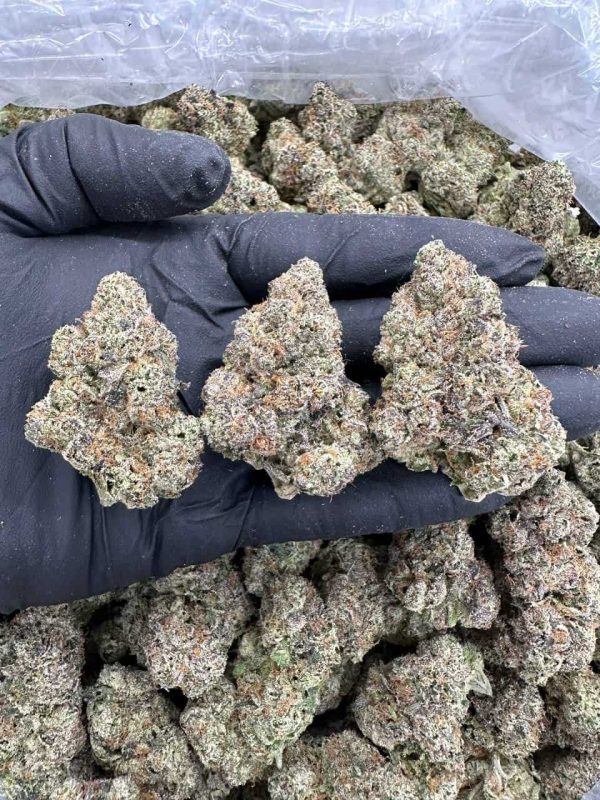 LEMON CREAM LUSH - MC101CF